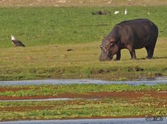 Schreiseeadler mit Hippo