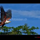 Schreiseeadler nach dem Abflug