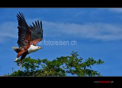 Schreiseeadler nach dem Abflug