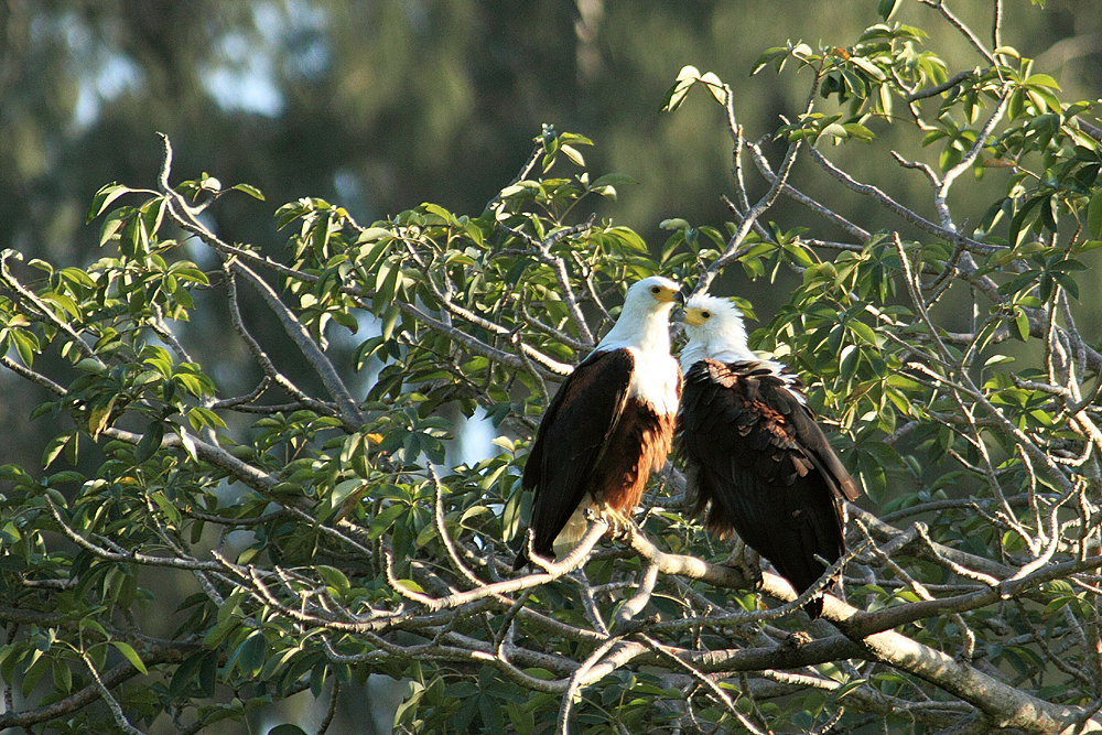 Schreiseeadler Paar