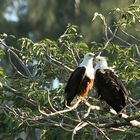 Schreiseeadler Paar