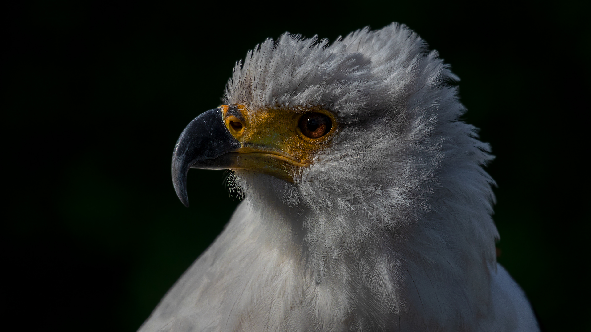 Schreiseeadler Portrait 001