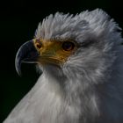 Schreiseeadler Portrait 001