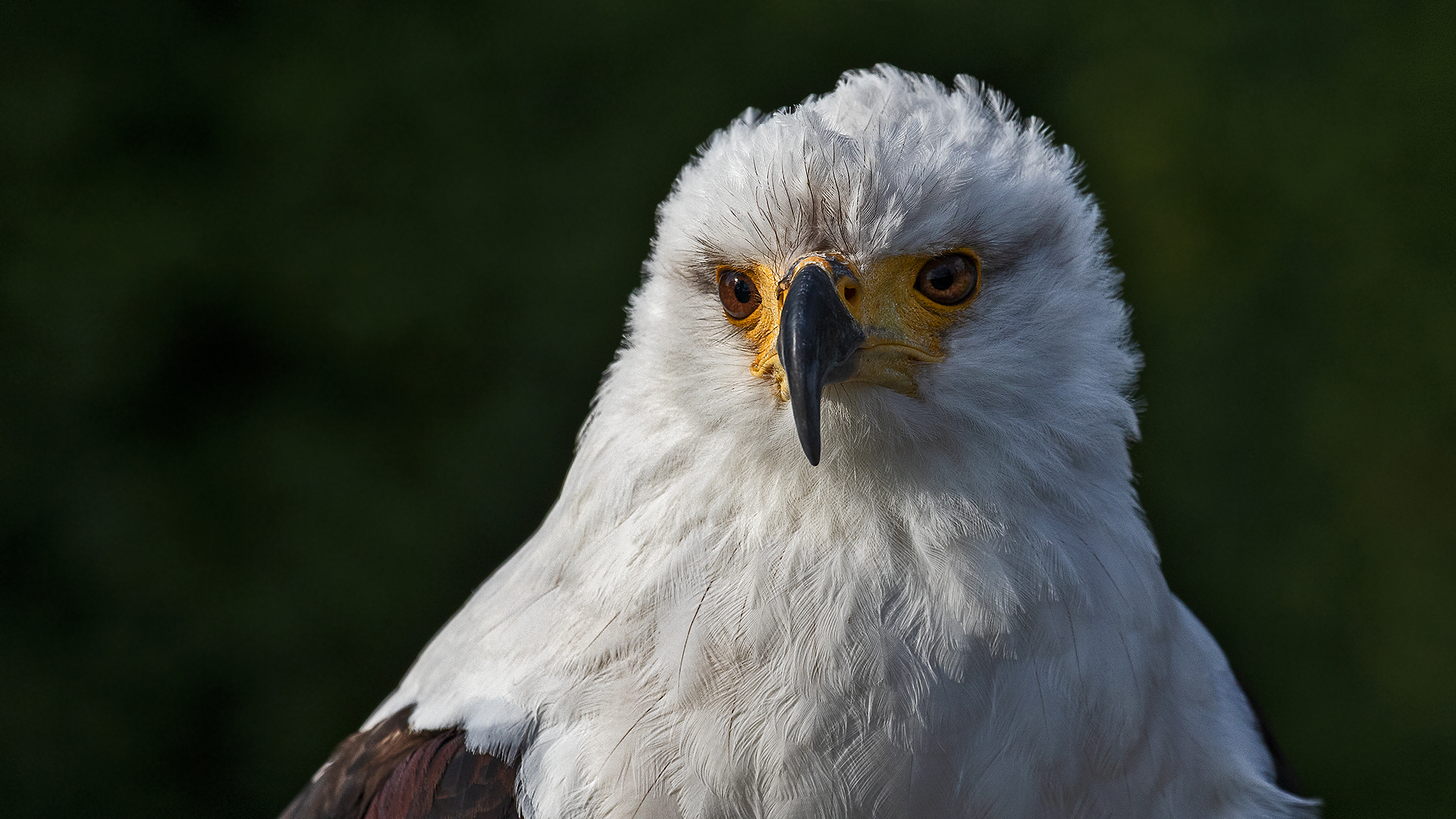 Schreiseeadler-Portrait 001