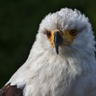 Schreiseeadler-Portrait 001