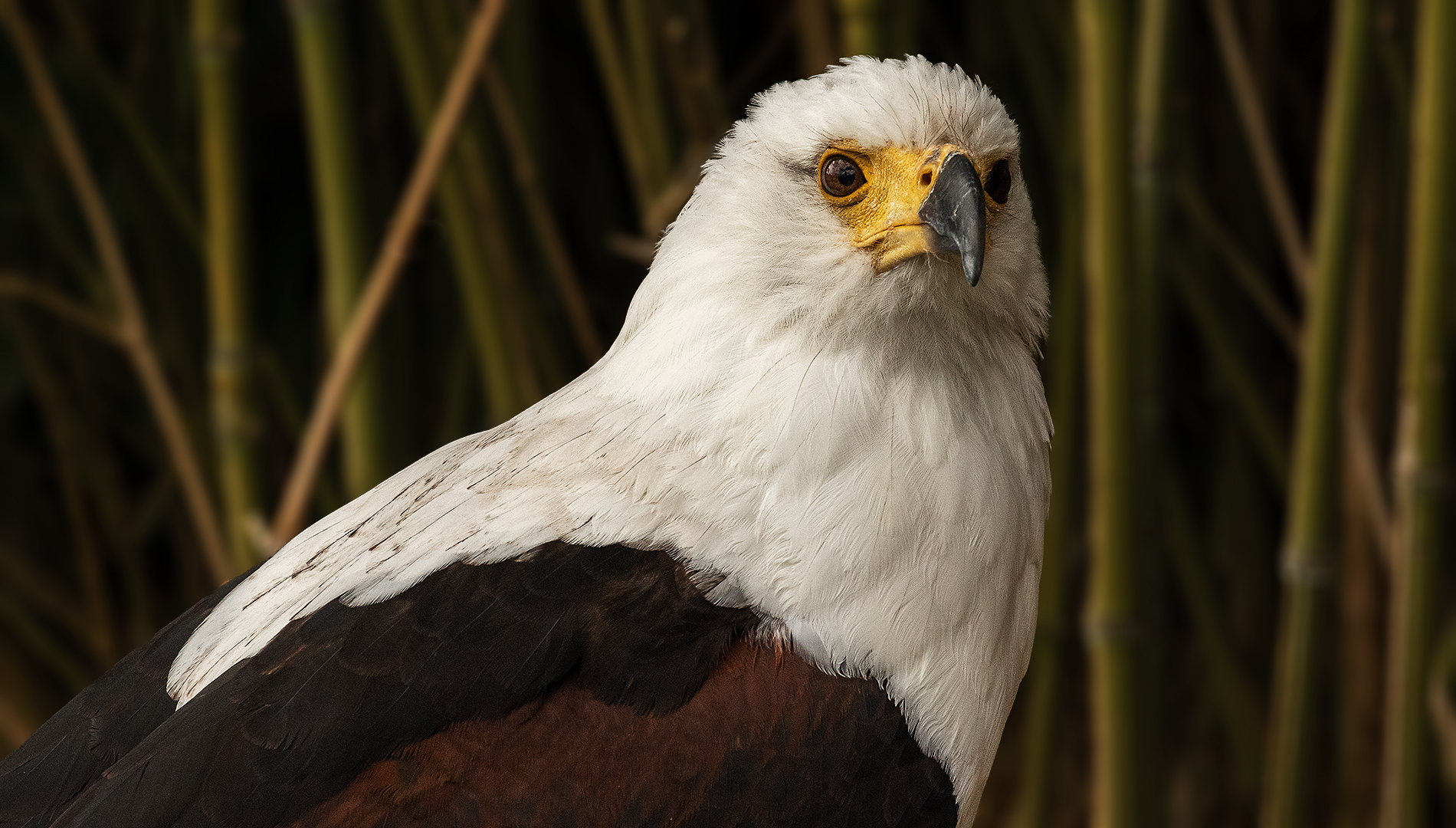 Schreiseeadler-Portrait 001