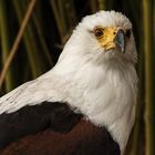 Schreiseeadler-Portrait 001