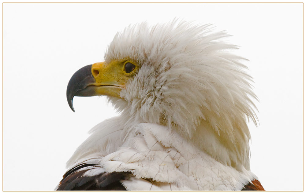 Schreiseeadler Portrait