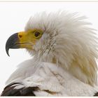 Schreiseeadler Portrait