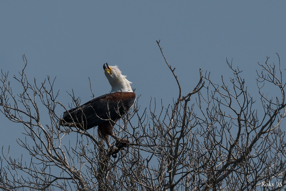 Schreiseeadler schreit