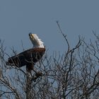 Schreiseeadler schreit