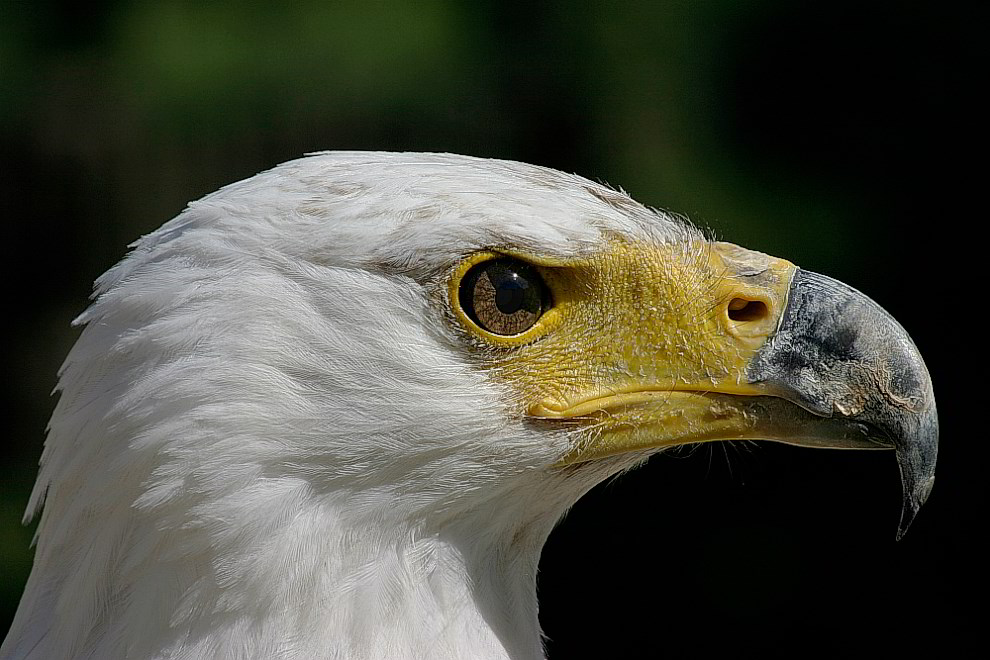 Schreiseeadler Veva