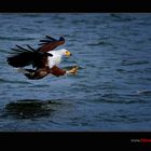 Schreiseeadler vor dem Zugriff