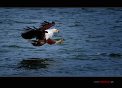 Schreiseeadler vor dem Zugriff