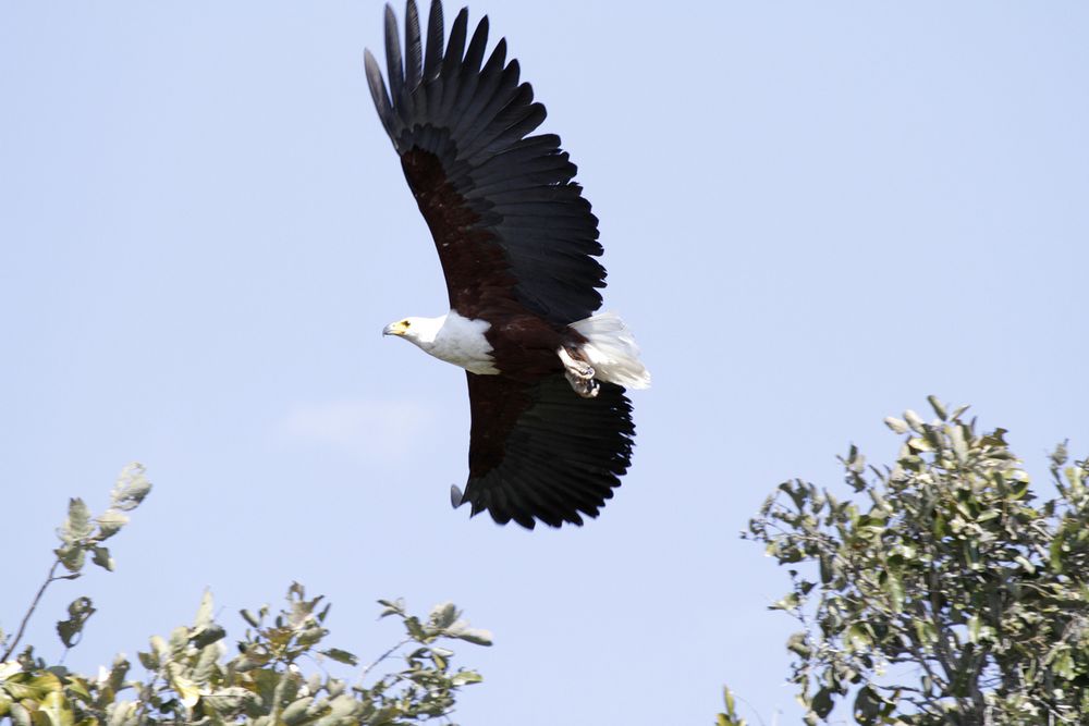 Schreiseeadler, Xigera, Botswana