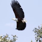 Schreiseeadler, Xigera, Botswana