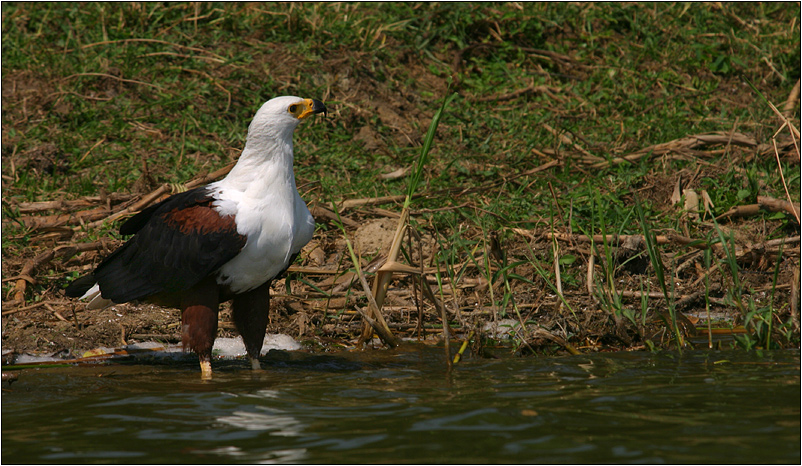 schreiseeadler/african fish-eagle (haliaeetus vocifer)