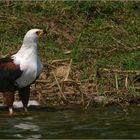 schreiseeadler/african fish-eagle (haliaeetus vocifer)