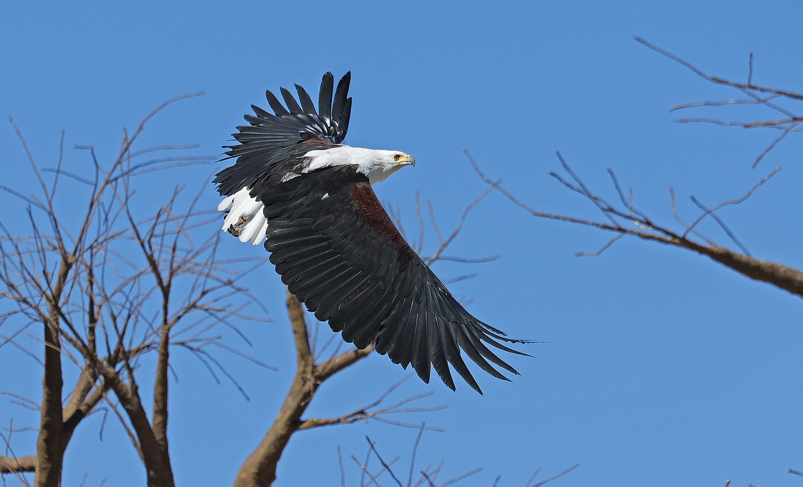 Schreiseeadler...ND