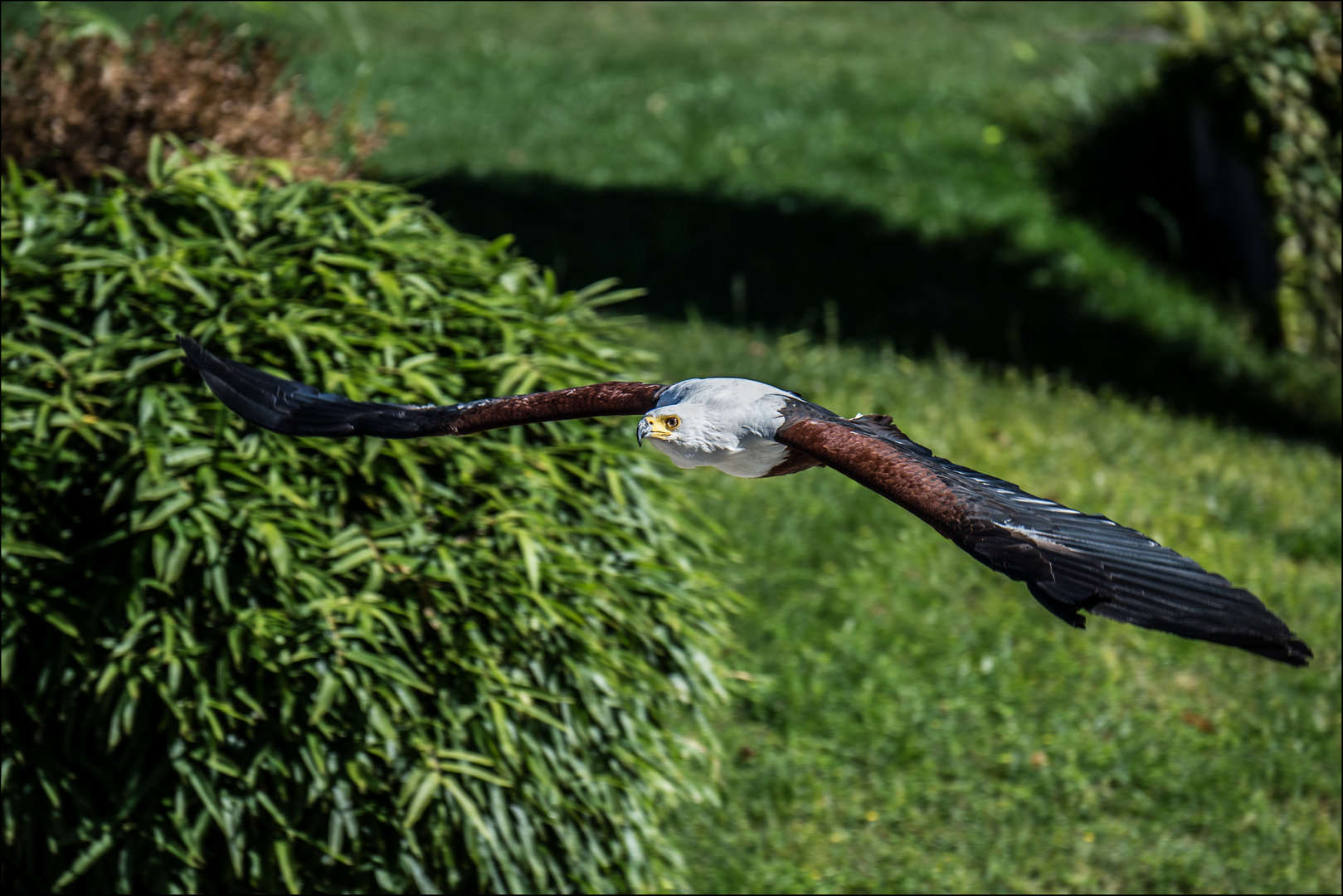 Schreisseadler