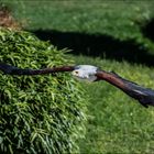 Schreisseadler