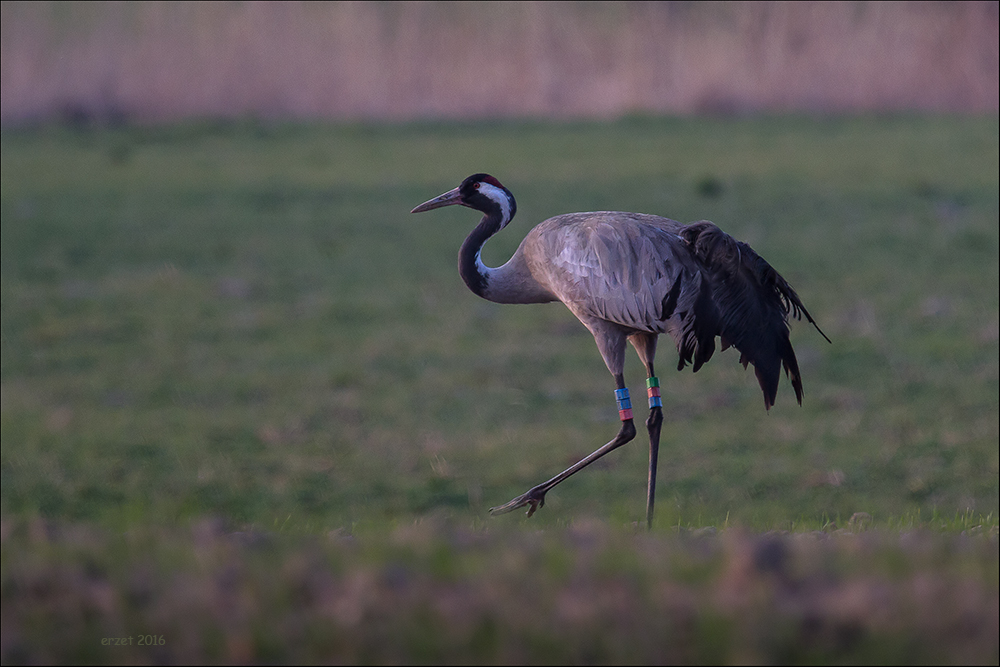 Schreit-Vogel