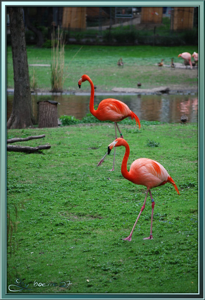 Schreitende Flamingos