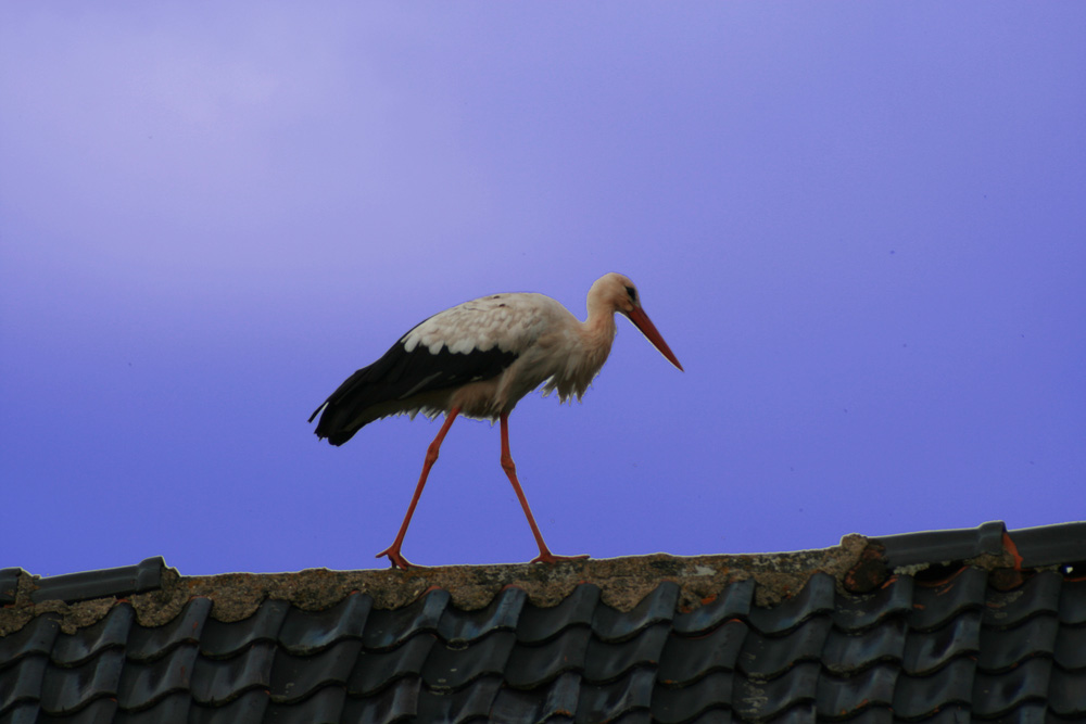 Schreitender Storch...