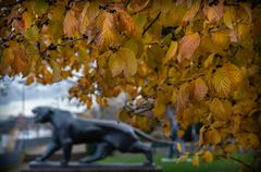 Schreitender Tiger - Spätherbstliche Rheinufergalerie | Mainz