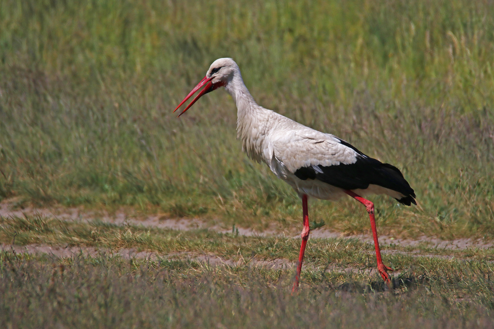 Schreitvogel