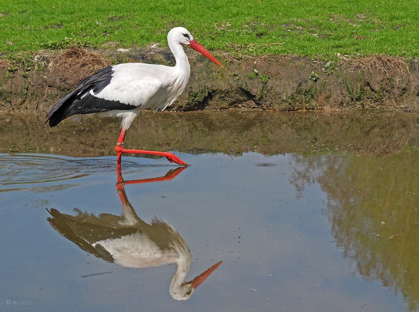 Schreitvogel