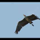 Schreitvogel beim Fliegen