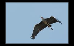 Schreitvogel beim Fliegen