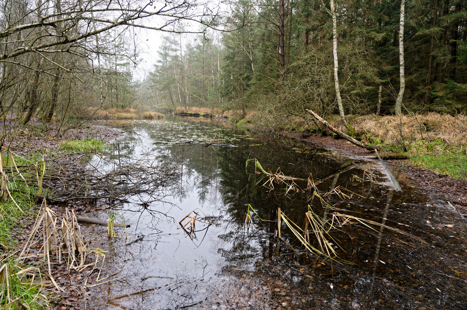 schremser moor II