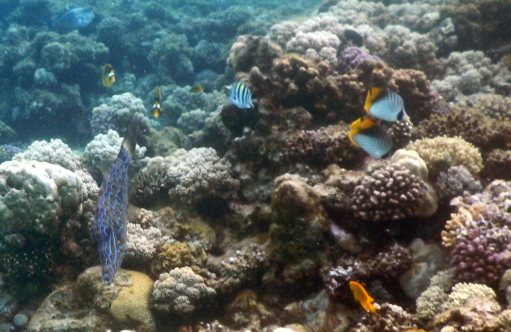 Schriftfeilenfisch in Gesellschaft