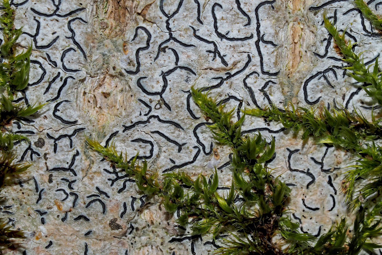 Schriftflechte (Graphis scripta) im tiefen Wald... - Un lichen en forme d'écriture dans la forêt...