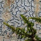 Schriftflechte (Graphis scripta) im tiefen Wald... - Un lichen en forme d'écriture dans la forêt...