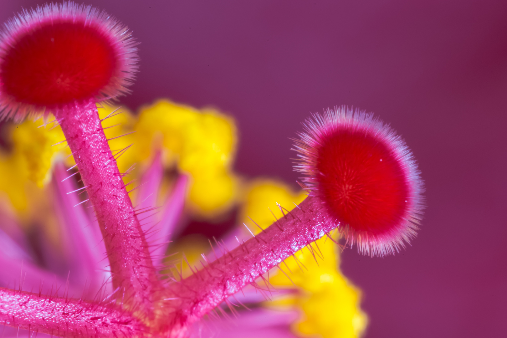 schriller Hibiskus-Blütenstempel ganz nah