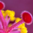 schriller Hibiskus-Blütenstempel ganz nah