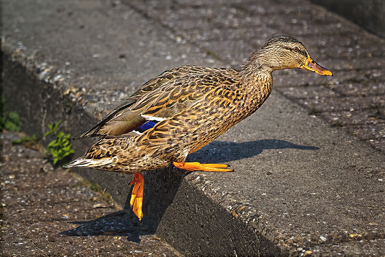 Schritt um Schritt