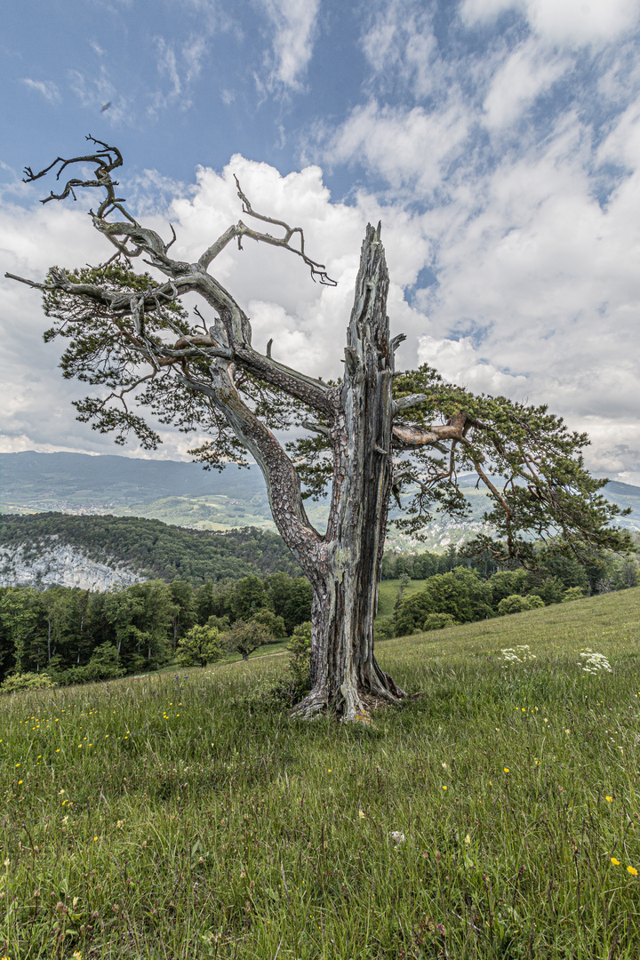 Schrödingers Baum