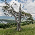 Schrödingers Baum