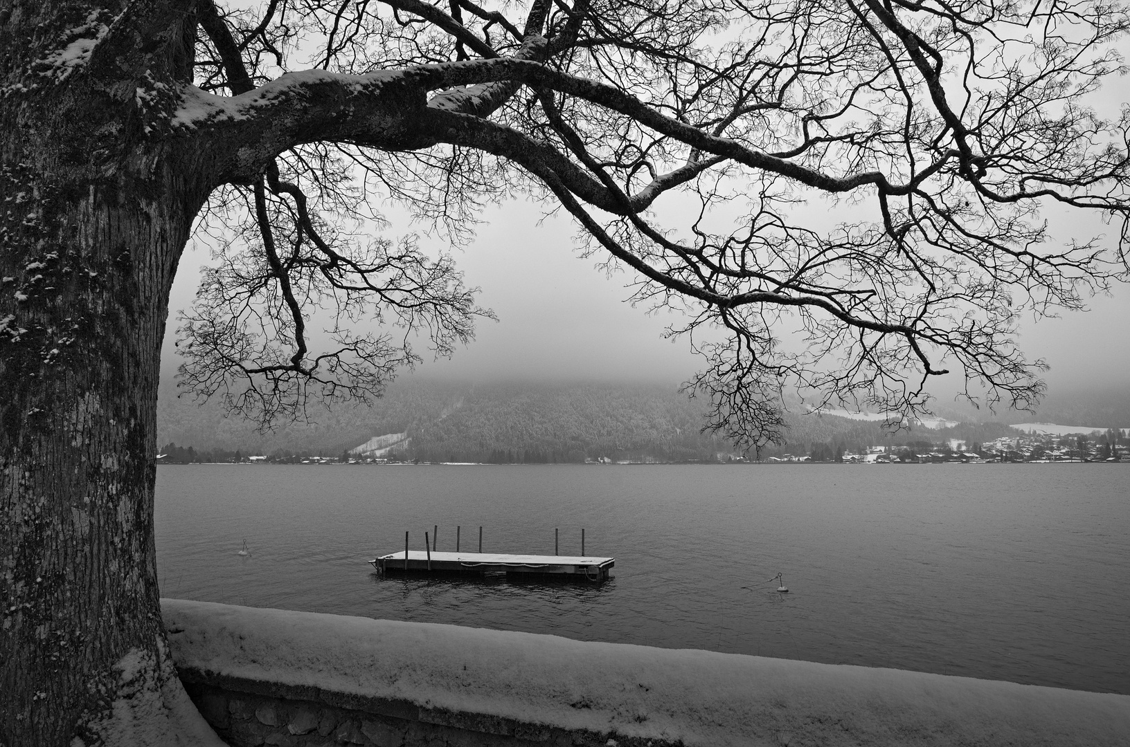 Schroffer Baum am See