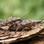 Schrotbock Käfer Paarung