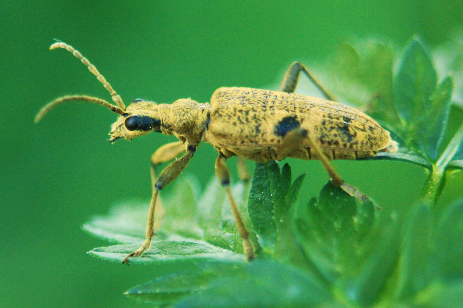 Schrotbock Rhagium inquisitor