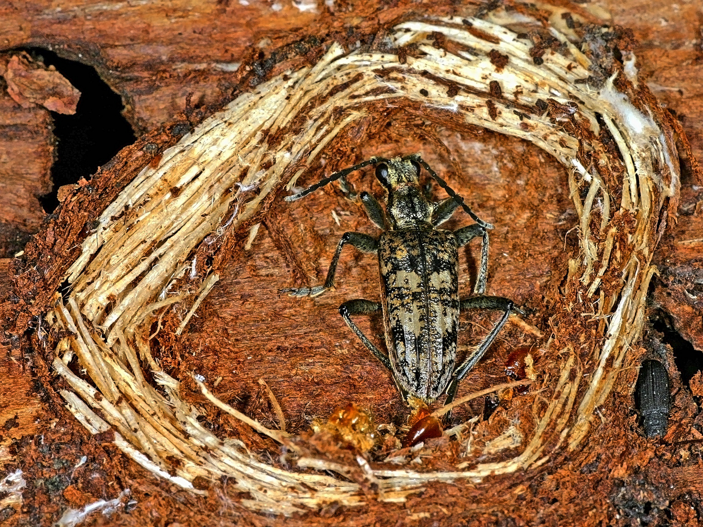 Schrotbock (Rhagium inquisitor) in seiner als Larve gebauten Puppenwiege....