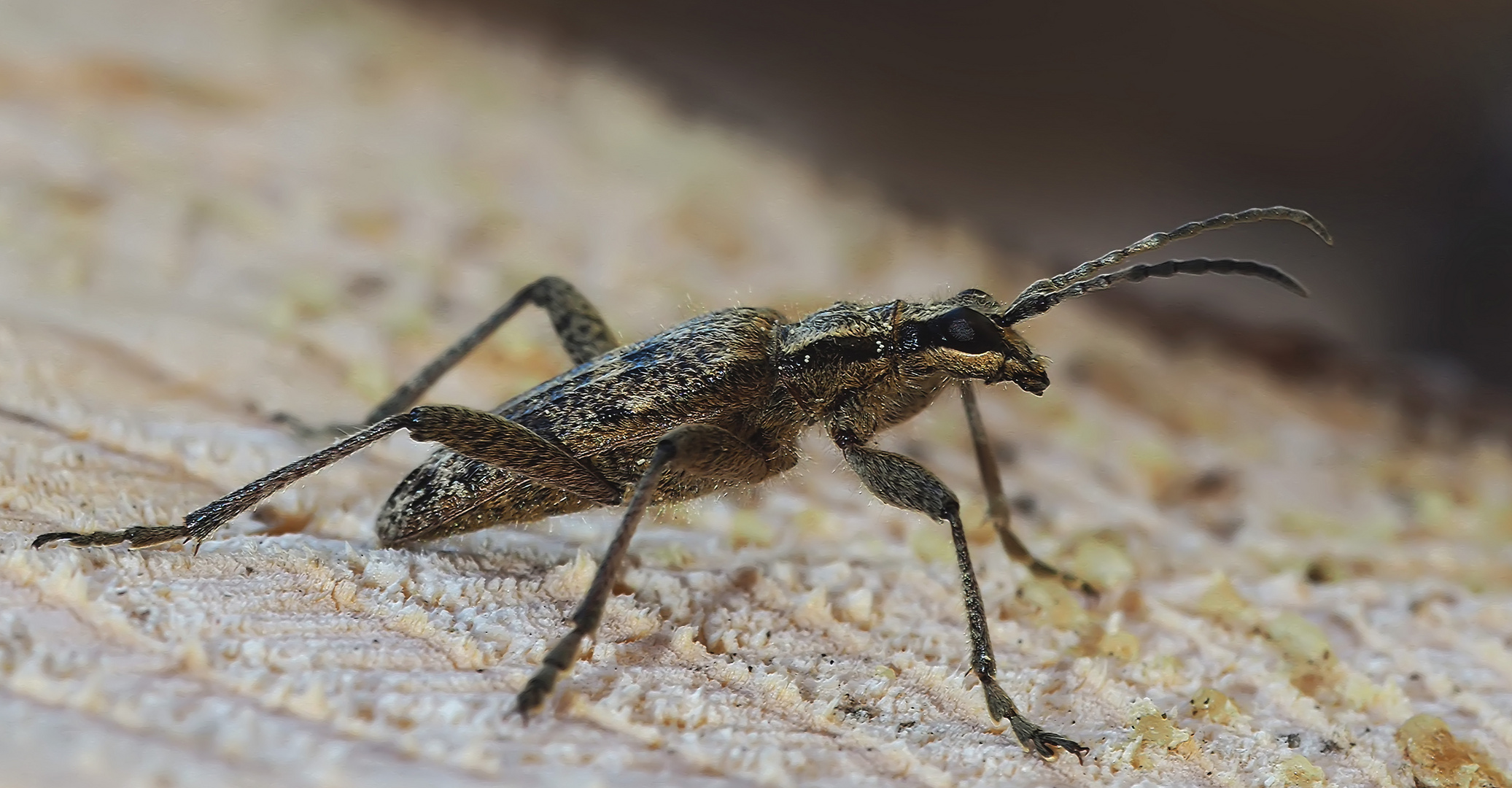 Schrotbock (Rhagium inquisitor) - La Rhagie inquisitrice...