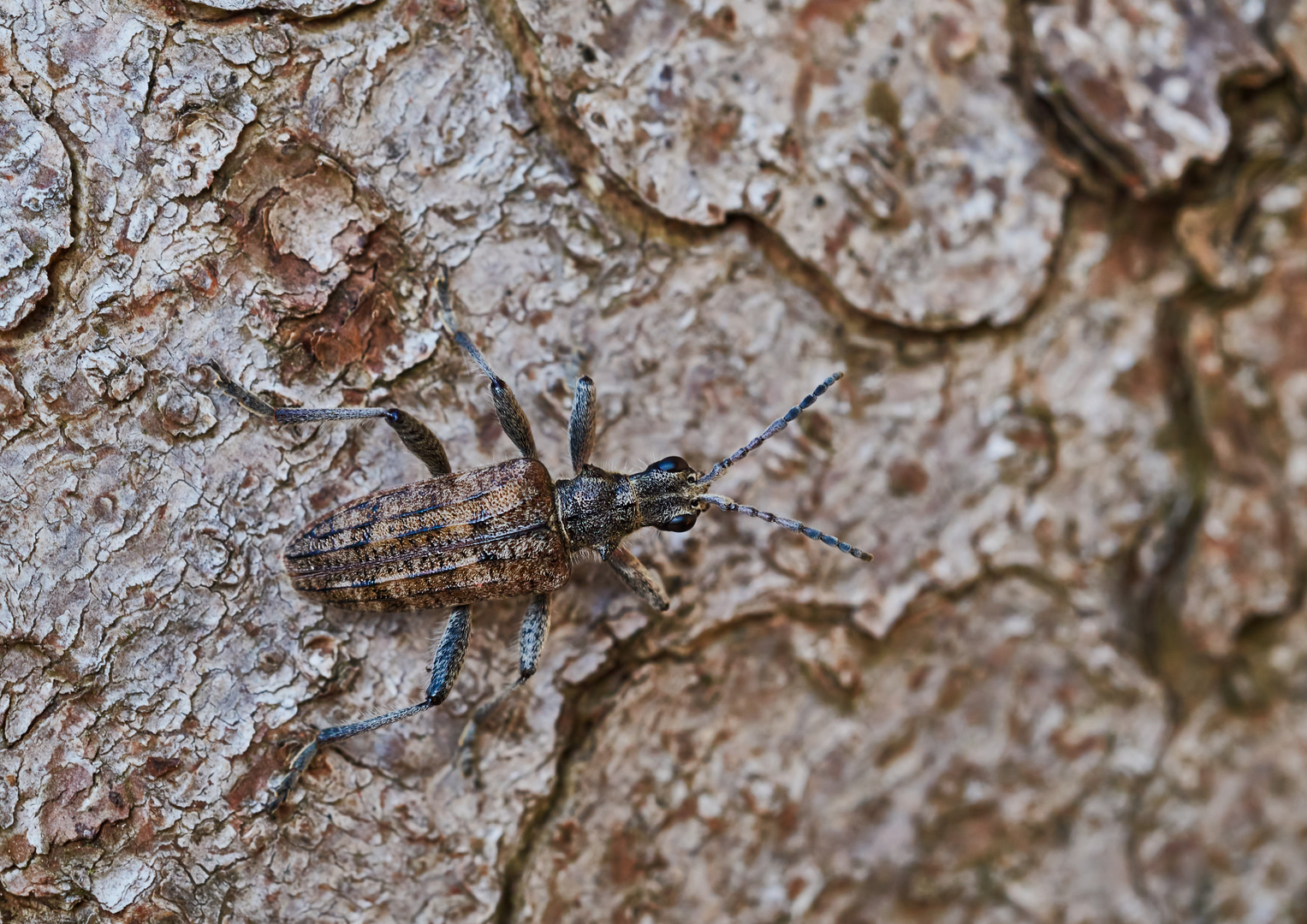 Schrotbock (Rhagium inquistor)...