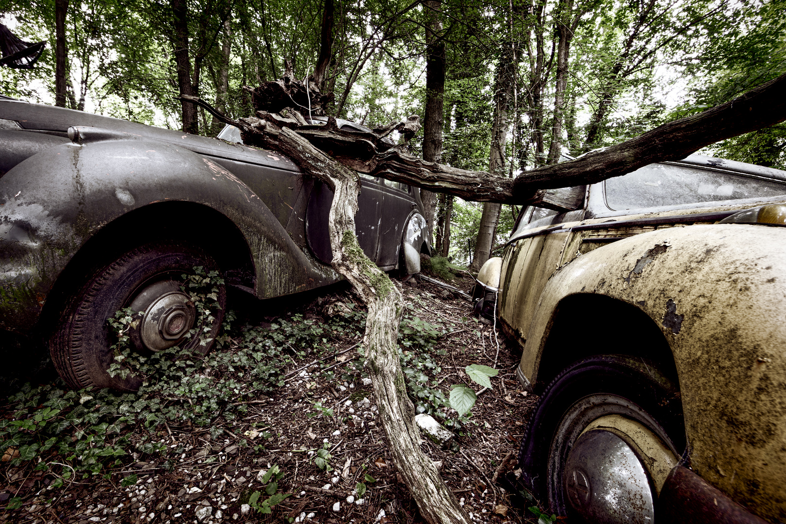 Schrottautos in der Natur