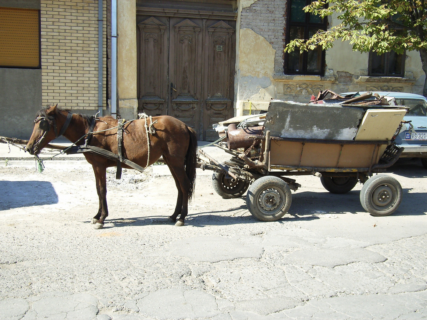 Schrottsammler in Vrsac